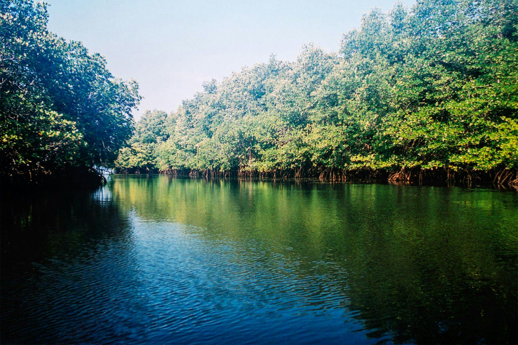 mangroves in nusa lembongan, indonesia