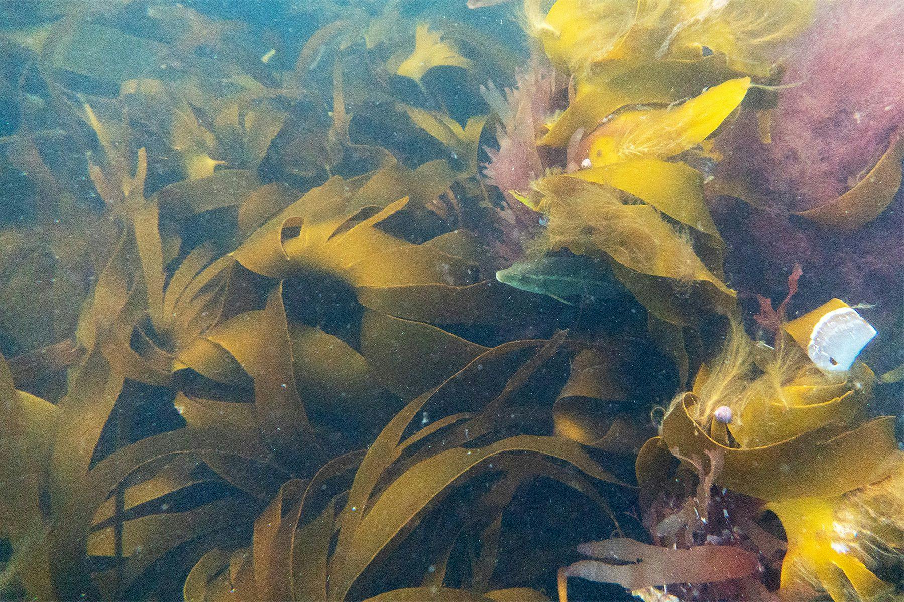 temperate underwater rocky ecosystem with lots of seaweed and a fish