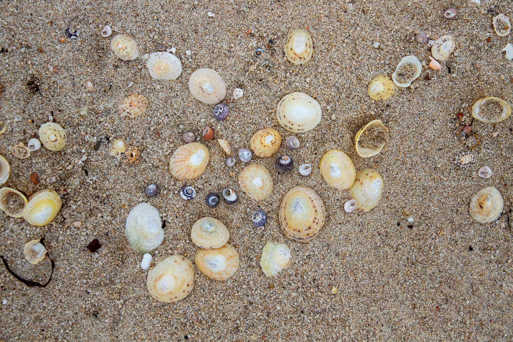 shells on a sandy beach