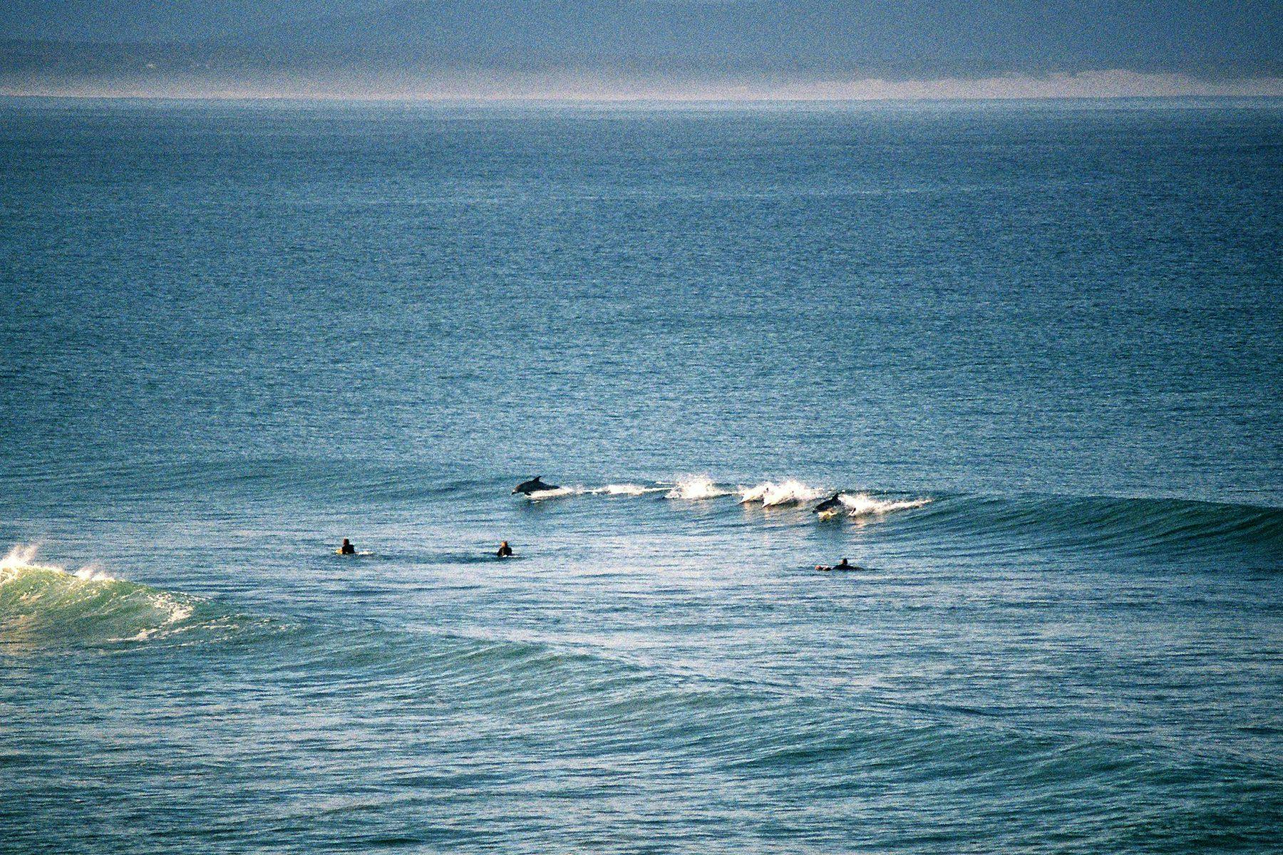 dolphins jumping through waves at jeffreys bay in south africa