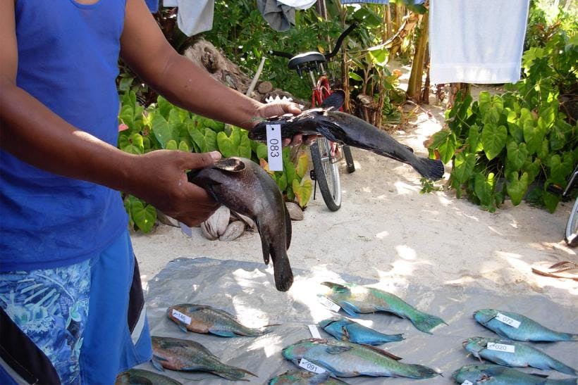 Don’t Eat That Fish:  About Ciguatera in French Polynesia
