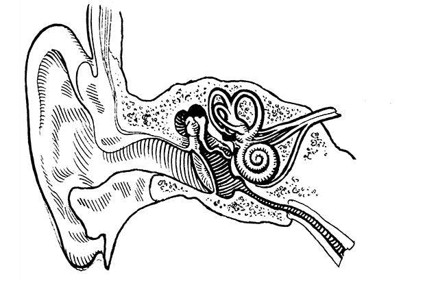 A normal ear canal.